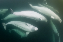 Beluga_Whale_15051