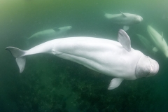 Beluga_Whale_15058