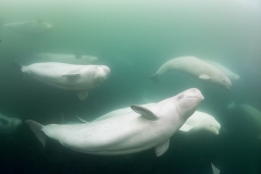 Beluga_Whale_15062