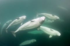 Beluga_Whale_15064