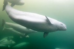 Beluga_Whale_15078