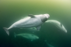 Beluga_Whale_15089