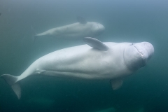 Beluga_Whale_15095