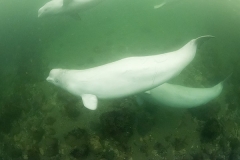Beluga_Whale_15103
