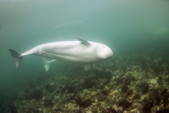 Beluga_Whale_15115