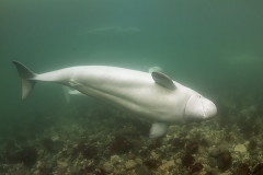 Beluga_Whale_15116
