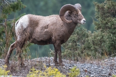 Rocky Mountain Bighorn sheep