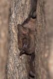 Black-bearded Tomb Bat 003