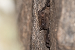 Black-bearded Tomb Bat 004