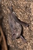 Black-bearded Tomb Bat 006