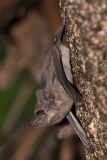 Black-bearded Tomb Bat 007