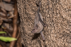 Black-bearded Tomb Bat 008