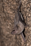 Black-bearded Tomb Bat 010