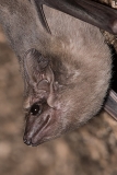 Black-bearded Tomb Bat 012