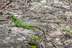 Black Iguana Juvenile 001