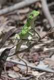 Black Iguana Juvenile 002
