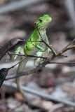 Black Iguana Juvenile 003