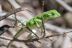 Black Iguana Juvenile 006