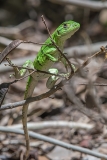 Black Iguana Juvenile 009