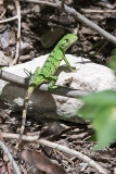 Black Iguana Juvenile 011
