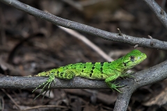 Black Iguana Juvenile 012