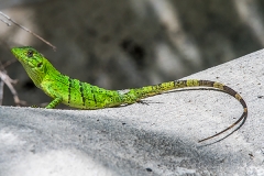 Black Iguana Juvenile 014