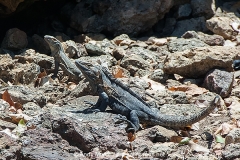 Black Spiny-tailed Iguana 001