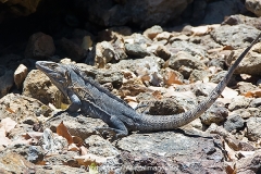 Black Spiny-tailed Iguana 002