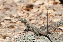 Black Spiny-tailed Iguana 004
