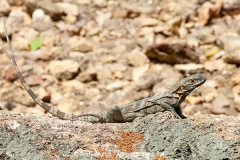 Black Spiny-tailed Iguana 005