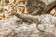 Black Spiny-tailed Iguana 006
