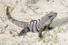 Black Spiny-tailed Iguana 011