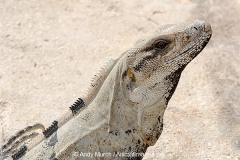Black Spiny-tailed Iguana 012