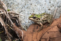 Black-spotted Pond Frog 004