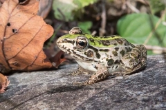 Black-spotted Pond Frog 010