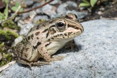 Black-spotted Pond Frog 013