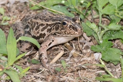 Black-spotted Pond Frog 016