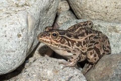 Black-spotted Pond Frog 021