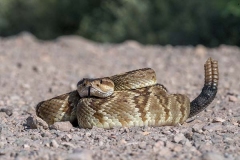 Black-tailed Rattlesnake 002
