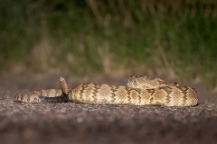 Black-tailed Rattlesnake 004