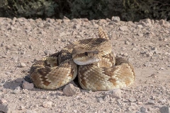 Black-tailed Rattlesnake 005
