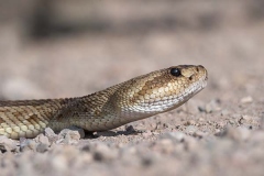 Black-tailed Rattlesnake 006