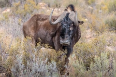 Black Wildebeest 007