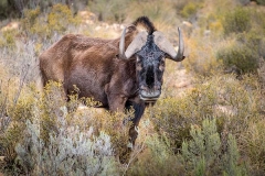 Black Wildebeest 008