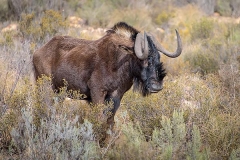 Black Wildebeest 009
