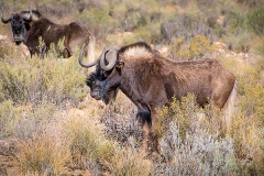 Black Wildebeest 012