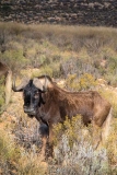 Black Wildebeest 024