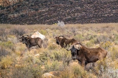 Black Wildebeest 025