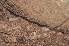 Blotched Hooknose Snake 001
