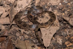 Blotched Hooknose Snake 003